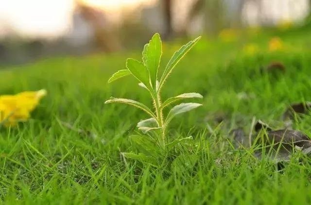 情感测试哪一株小草最顽强测你在异性眼中是高贵是卑微