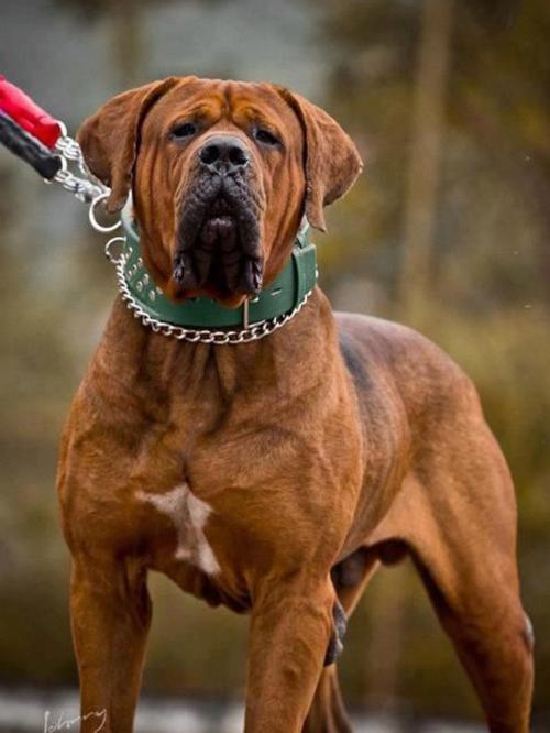 世界十大猛犬排行谁才是犬中霸主