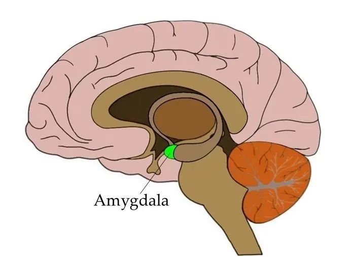 绿色区域为杏仁核 但与此同时,还有一个问题笼罩着研究人员:为什么