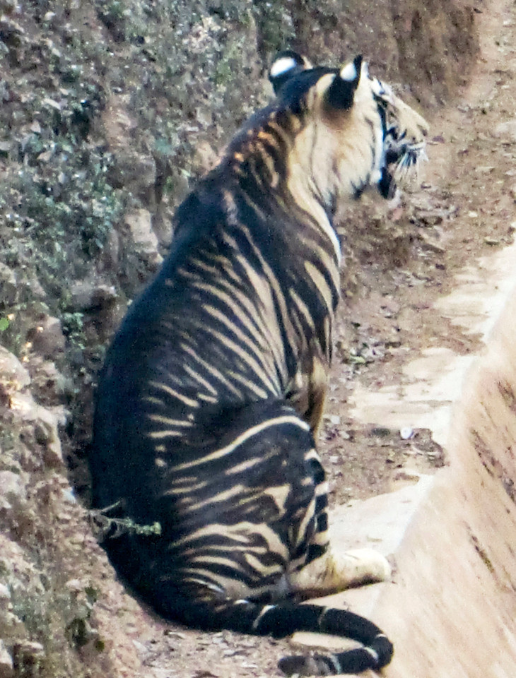 位于印度奥迪沙东部 摄影师奇迹般拍到 世界上仅存的野生黑虎