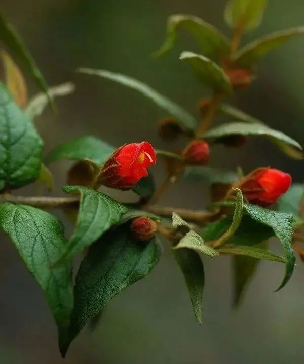 民间草药:蜜桶花