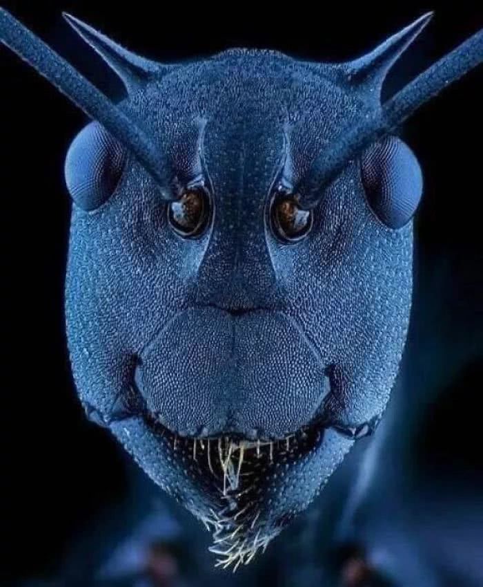 电子显微镜下的蚂蚁面部