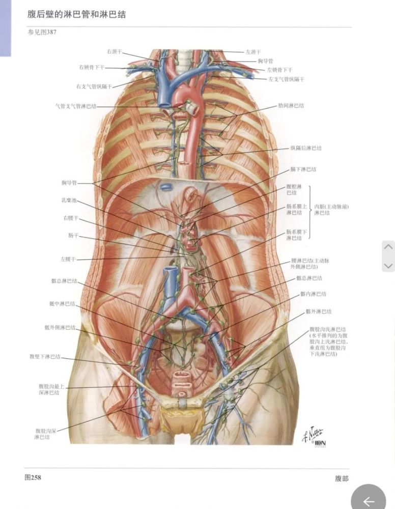 人体解剖图谱——外科学