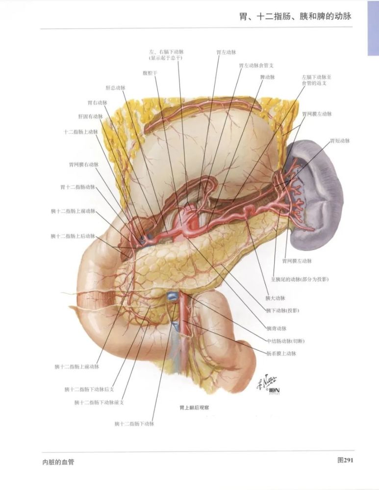 人体解剖图谱——外科学