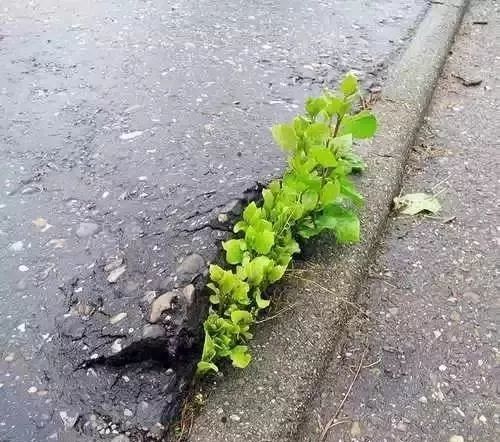 25张震撼心灵的图片告诉你生命的力量有多强大