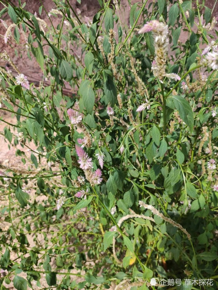 铺开,然后锅里放油,加入蒜蓉,辣椒,稍微煎炸加热,然后浇于菜上面即