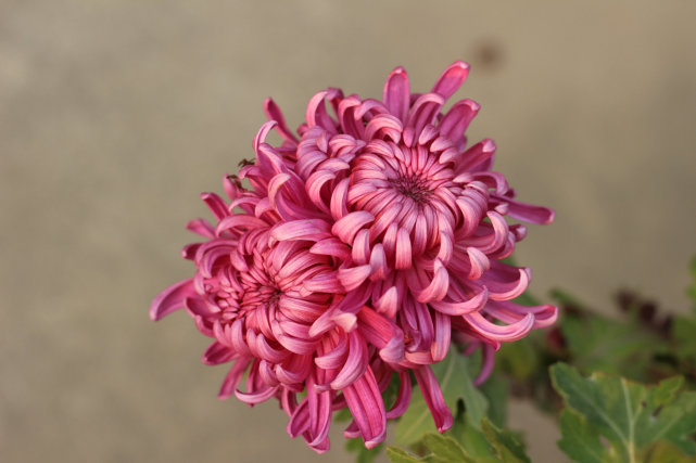 寒菊专辑—花开不并百花丛,独立疏篱趣未穷