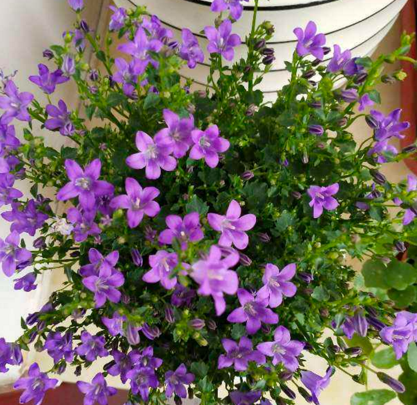 紫莹莹的丹麦风铃草,花朵像小钟,一开花就爆一大盆!