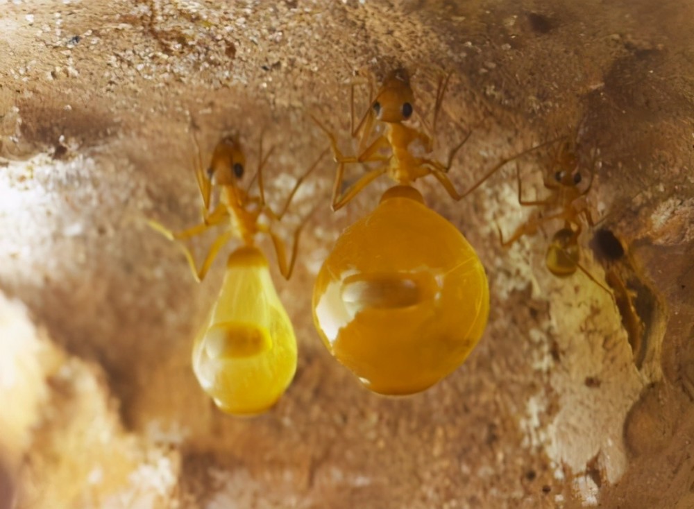 唯一能吃的蚂蚁:蜜罐蚁,肚子像颗葡萄,一窝就能让你吃