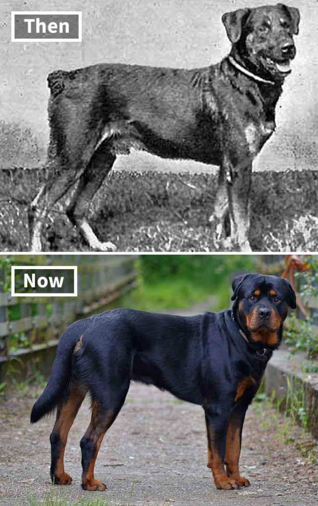 设得兰群岛牧羊犬 在100年中,设得兰群岛牧羊犬的大小增加了一倍,皮毛