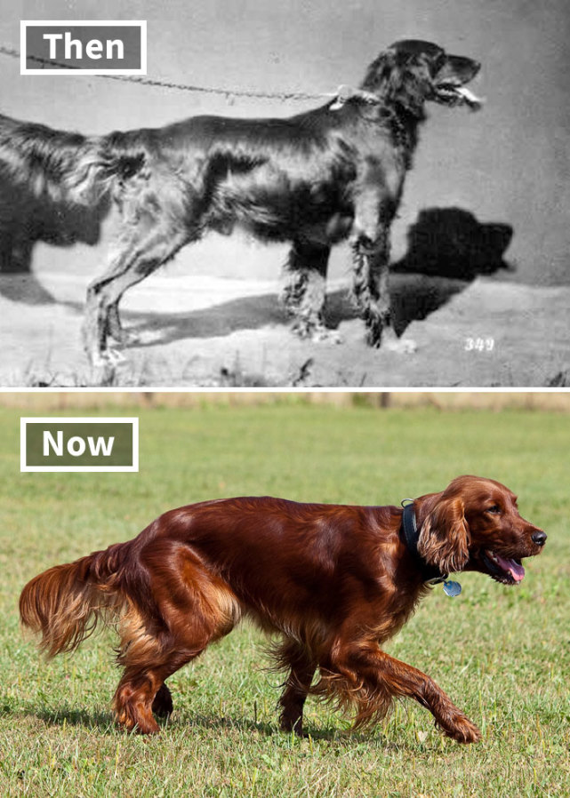 苏格兰犬 现在的品种毛更长,质地也略有不同,因此更加柔软.