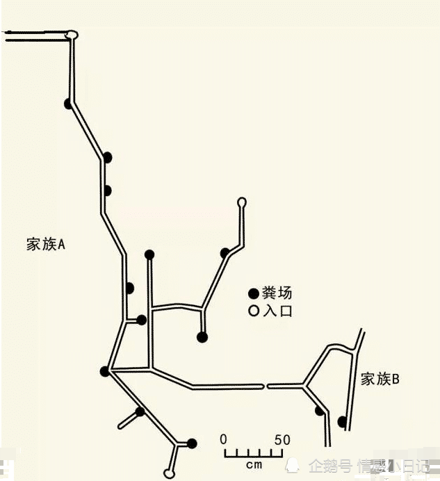 有人说老鼠洞的结构图比美国驻伊拉克大使馆还复杂,这是在内涵漂亮国