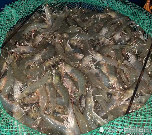 基围虾到底是什么虾,为啥全国各地卖的基围虾长得都不