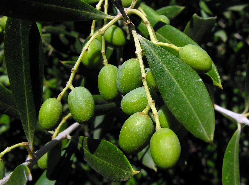 荒野维生野菜系列——油橄榄