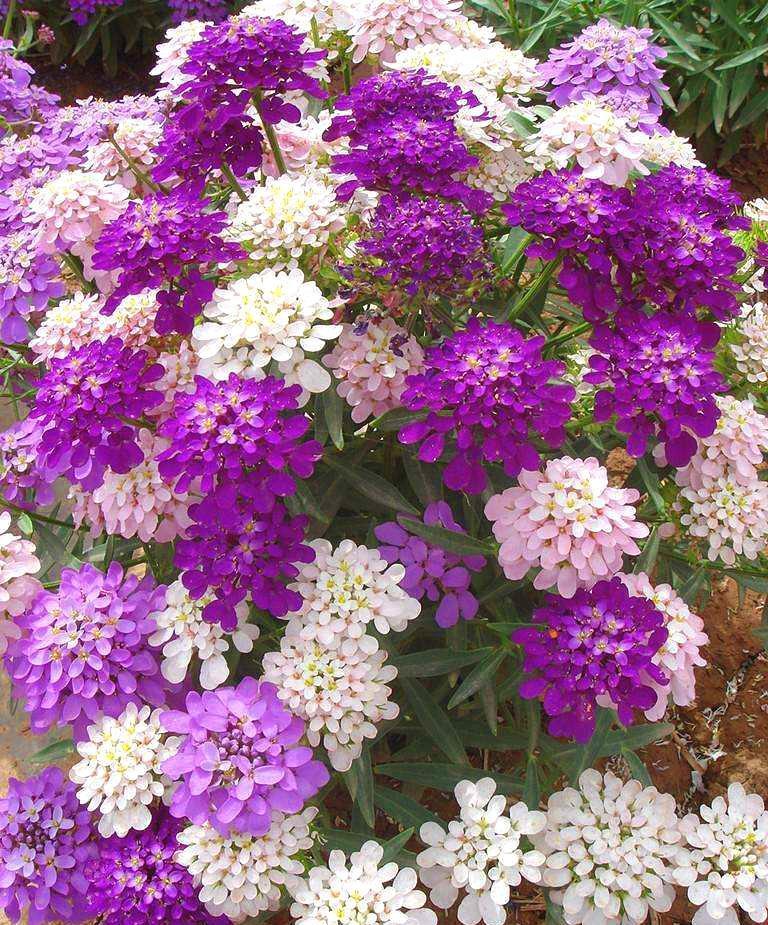 一种花能开三色花,白的紫的粉红的,名叫蜂室花开花持久花香飘远