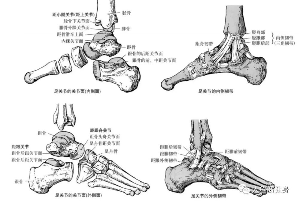 这个关节是由胫骨的下关节面,内踝骨关节面和腓骨的外踝骨关节面共同