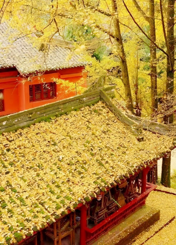 蒙顶山作为一个景区,肯定也不止赏银杏这一种游玩方式,景区内还有许多