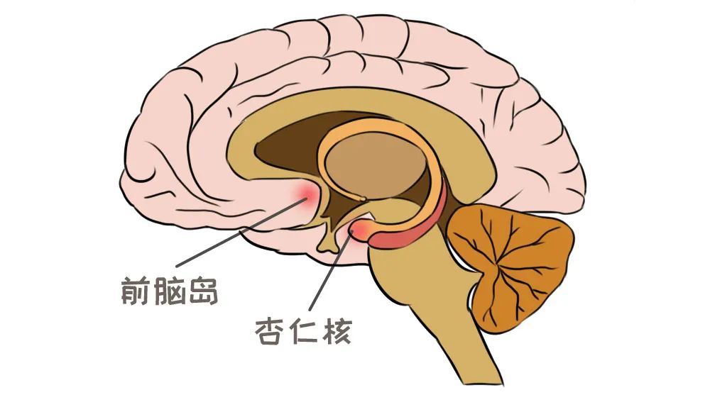 研究人员发现,全部参与者都只使用了两个脑区:杏仁核和前脑岛.