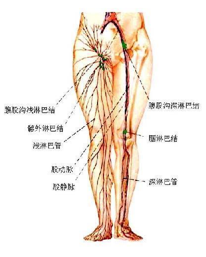 崇文门中医医院张明辉带你了解淋巴结到底是怎么回事