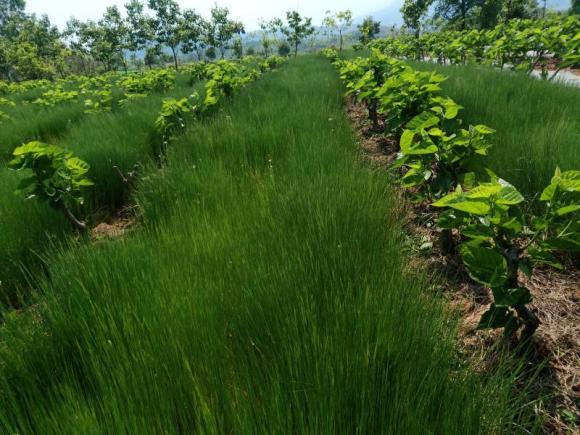 优质绿肥-鼠茅草,果园种它好处多多,播种流程介绍