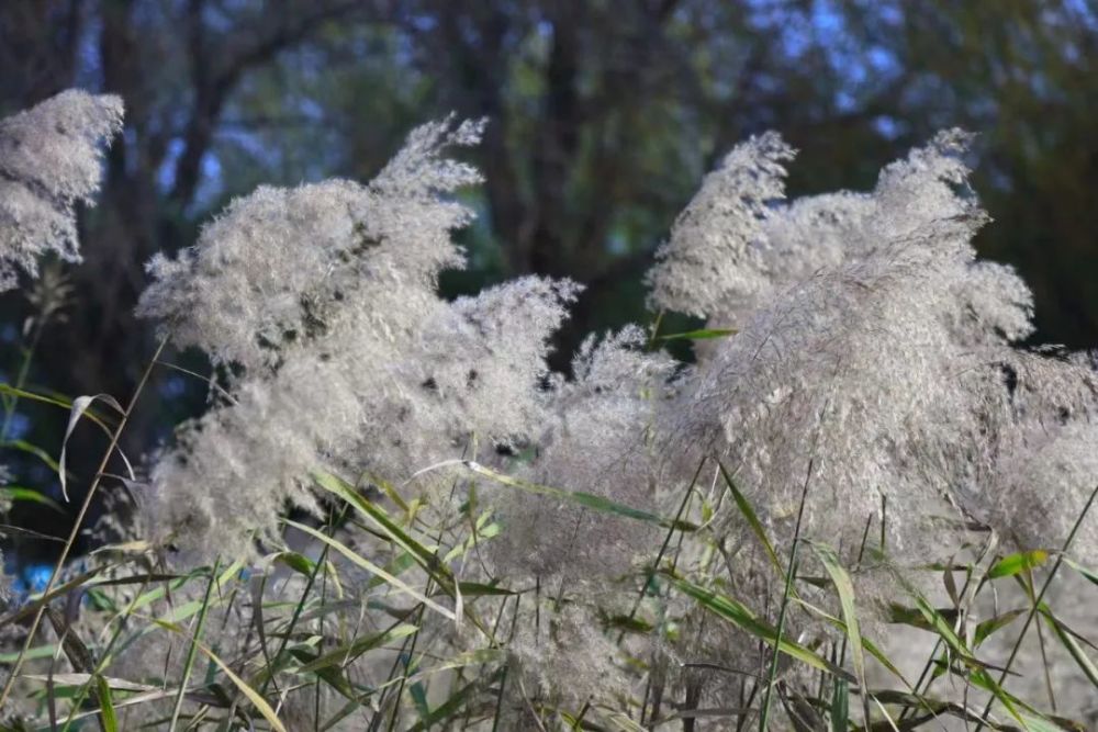 秋末冬初里的芦苇花
