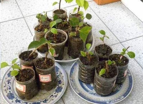 养三角梅6年,摸索出1个简单的扦插方法,成活率90%以上