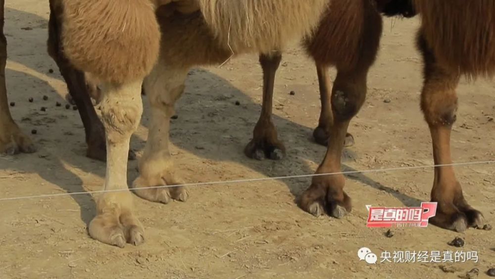 小真真在骆驼园区仔细观察, 只见骆驼的脚掌非常粗壮, 四只蹄子稳健