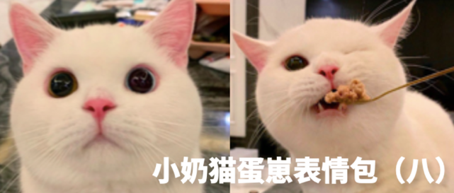 网红猫咪|小奶猫蛋崽表情包(十)