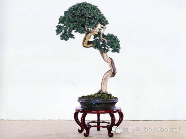 潇洒飘逸的文人树|文人树|廖贵通|飘逸|真柏|盆景