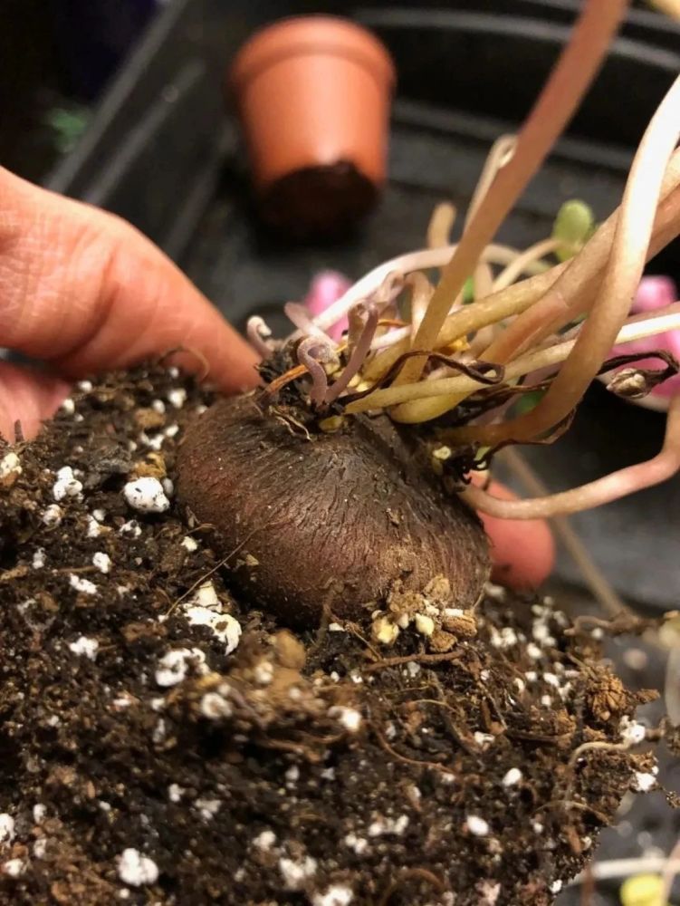 带你走进球根植物大世界,品种丰富,栽种有技巧,养护指南教给你