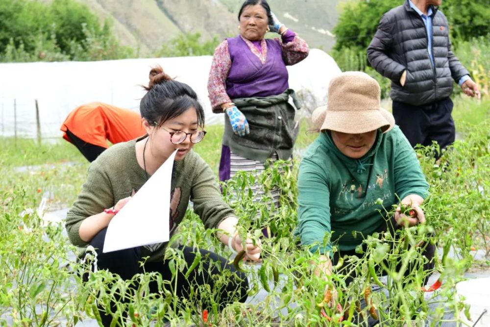 在西藏朗县采访辣椒种植户.查日摄