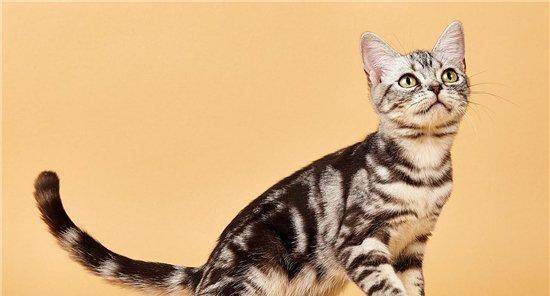 世界十大最受欢迎宠物猫品种 最热门的短毛猫是哪种