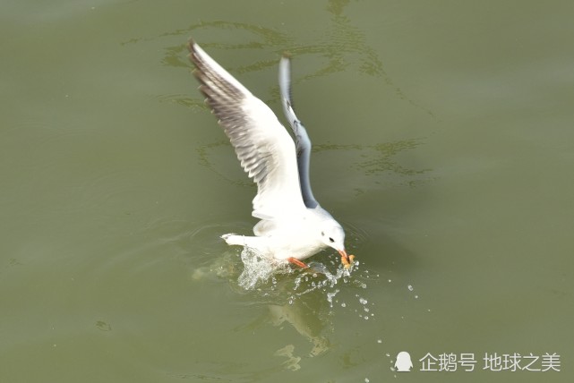 太湖入冬后的红嘴鸥