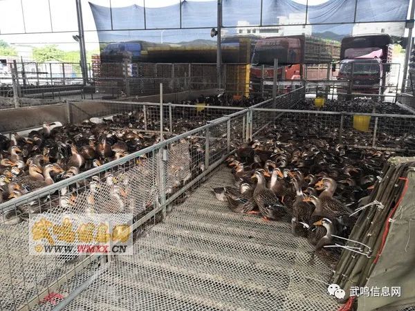 武鸣人口大概多少万_武鸣人口姓氏