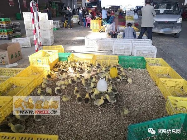 武鸣人口大概多少万_武鸣人口姓氏