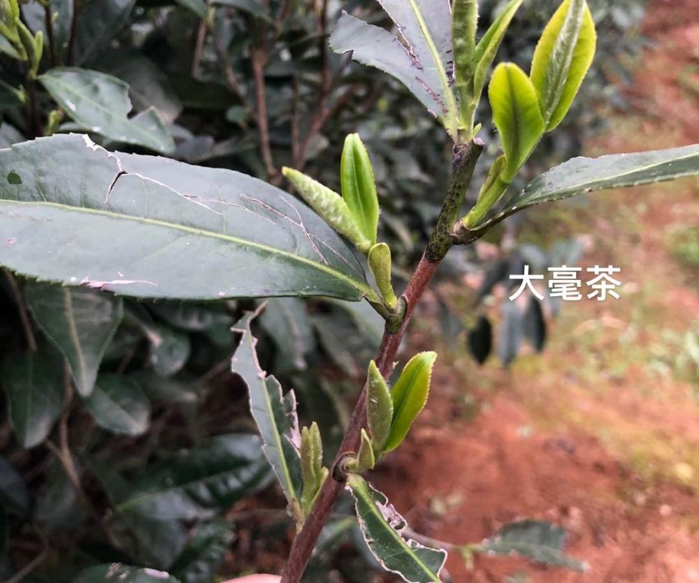 13制成白茶的茶树(以前,现在) 福鼎大白茶茶树(福建) 福鼎大毫茶茶树