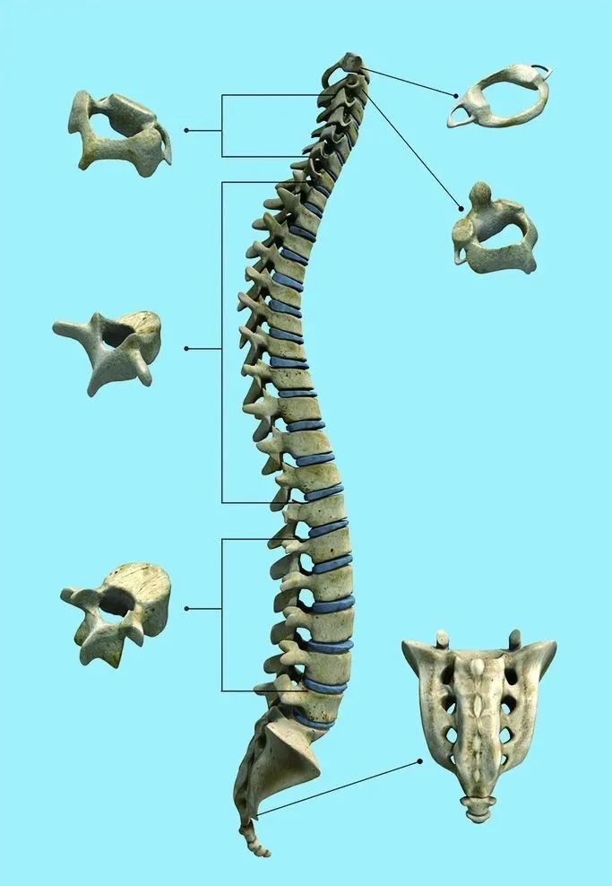 脊柱为什么是修炼的核心