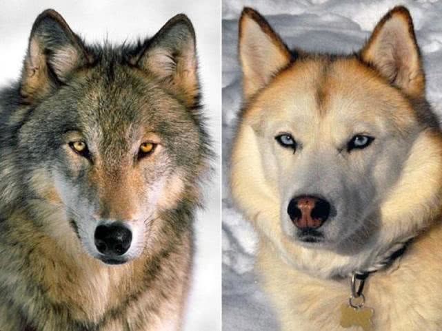 为什么你不能像凝视狗一样凝视狼假如你一直盯着它会怎样