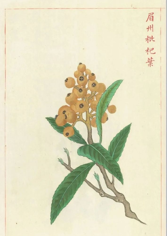 眉州枇杷叶猕猴桃柰平波葡萄青皮泉州橄榄乳柑子柿子桃核仁榲桲杏核仁