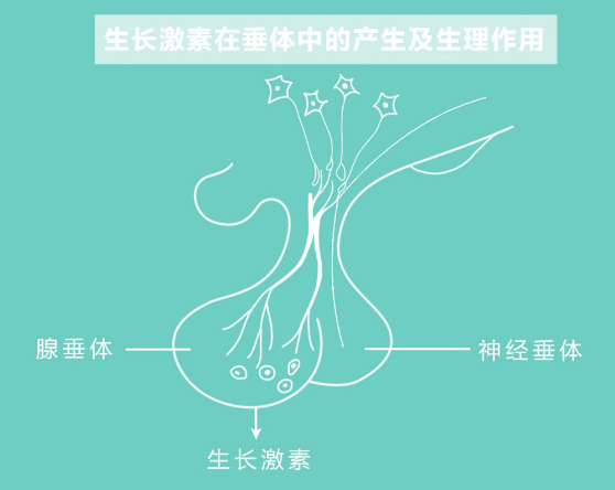 另一方面,孩子长高需要生长激素分泌