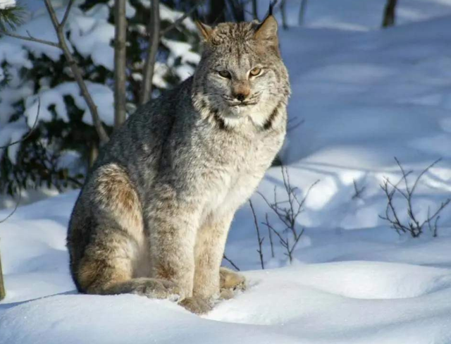 男子救助一只落入陷阱的猞猁,猞猁目送男子离开,感谢男子相救!