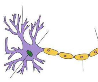 修复受损神经细胞髓鞘的新策略