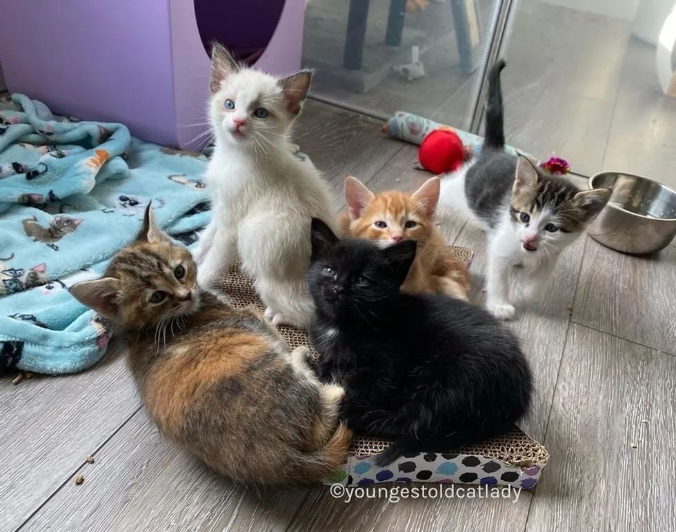 多数流浪猫咪不敢向人类寻求帮助,而且现实生活中确实也出现了很多