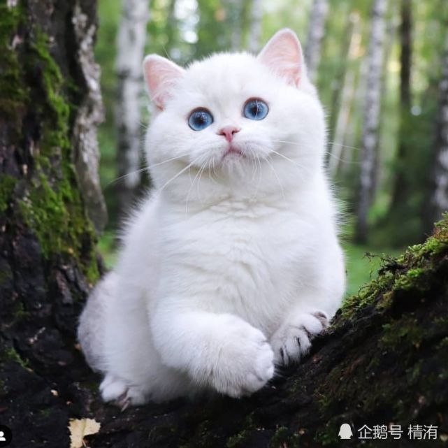 猫咪图片,一组可爱的喵星人照片分享给大家,挑一张你最喜欢的吧!