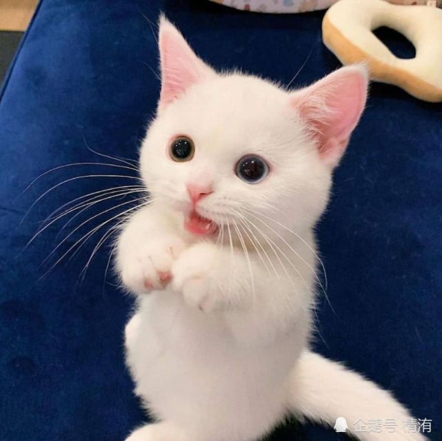 猫咪图片,一组可爱的喵星人照片分享给大家,挑一张你最喜欢的吧!