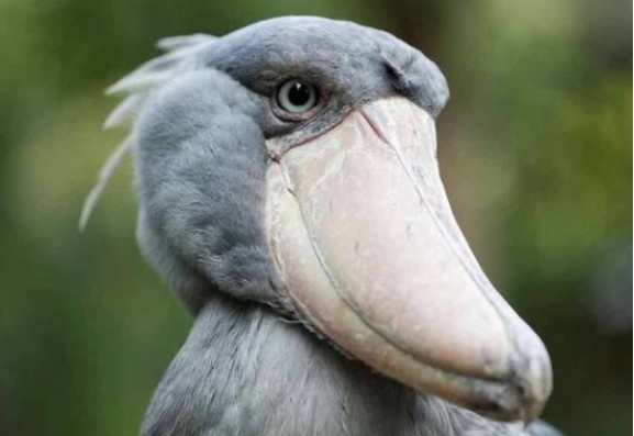 世界上最丑的鸟,喜欢"玩弄"鳄鱼,外表呆萌可惜已经濒临灭绝