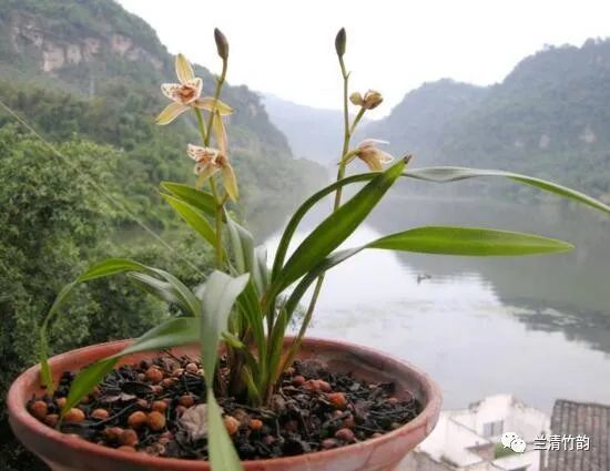 兰花生在的环境要求不冷不热,所以,要使兰花快速生根就要给其合适的