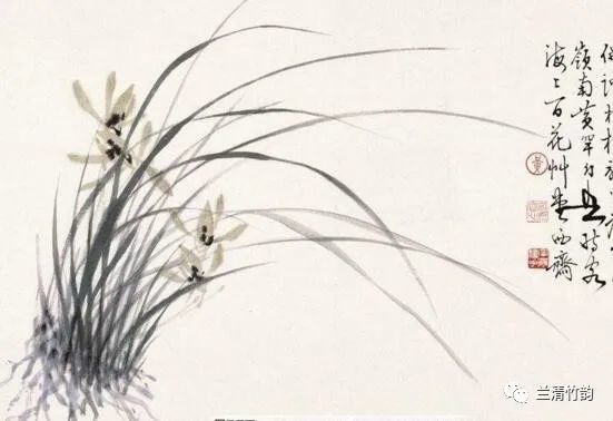 兰花文化:兰花的花语和象征意义,兰花象征着什么品格