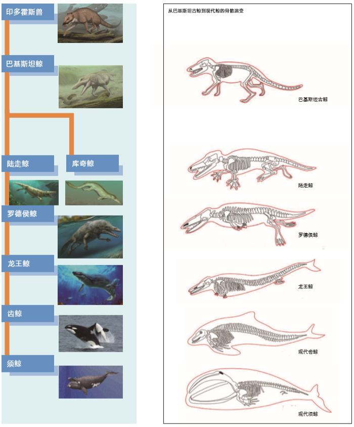 你不知道的冷知识:鲸鱼与猪,河马原来是一家子