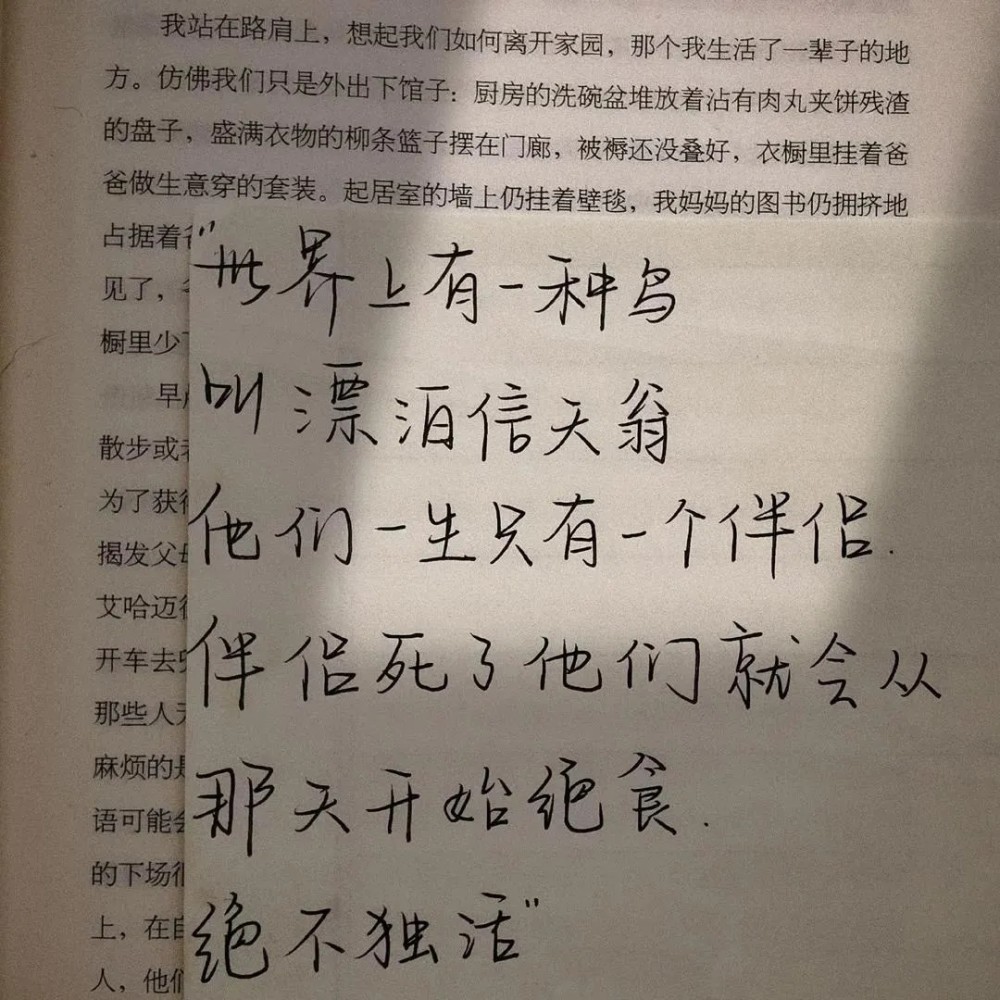 独活的简谱_中药独活图片(3)